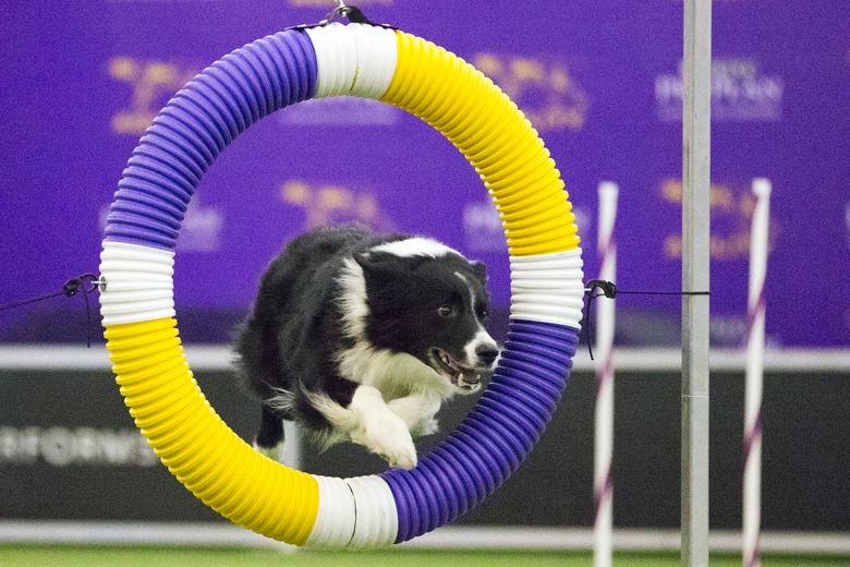 Border Collie flying over an agility jump at Westminster — Heapio