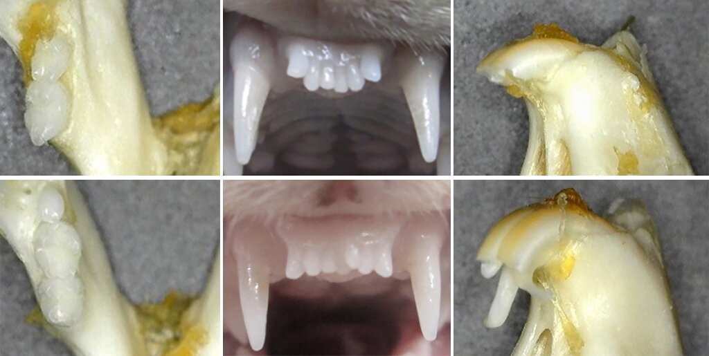 Japan's Tooth Regrowth Drug Just Passed Its First Human Trial