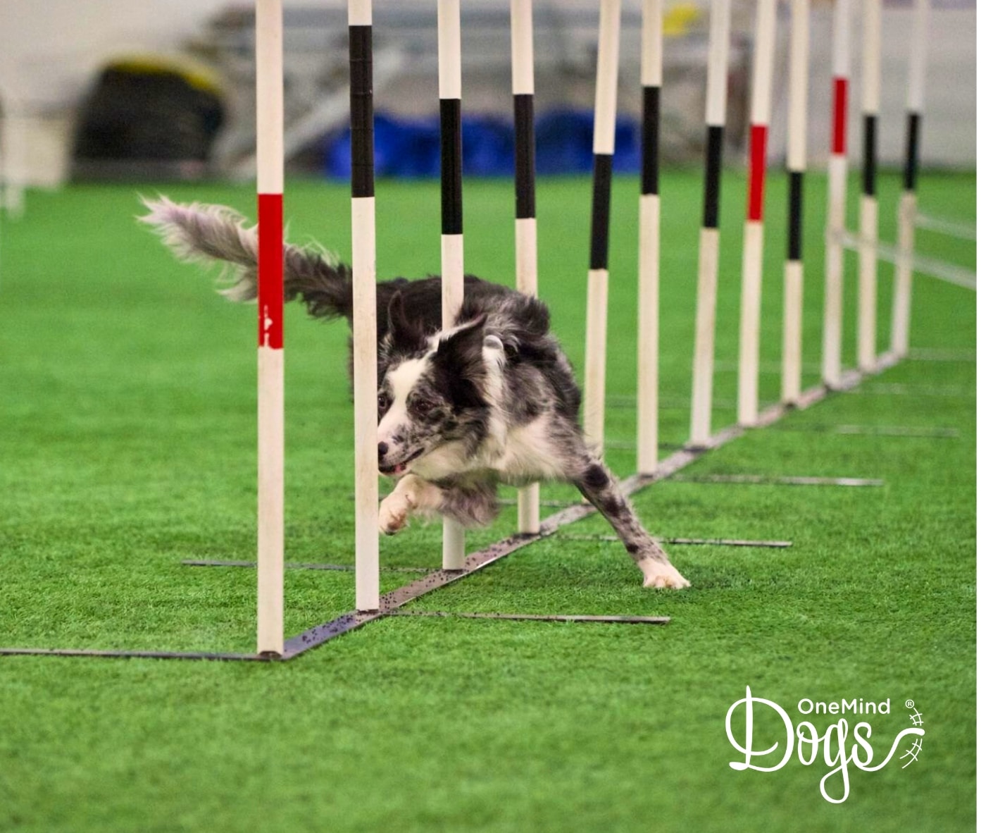 Border Collie weaving through agility poles with intense focus — Heapio